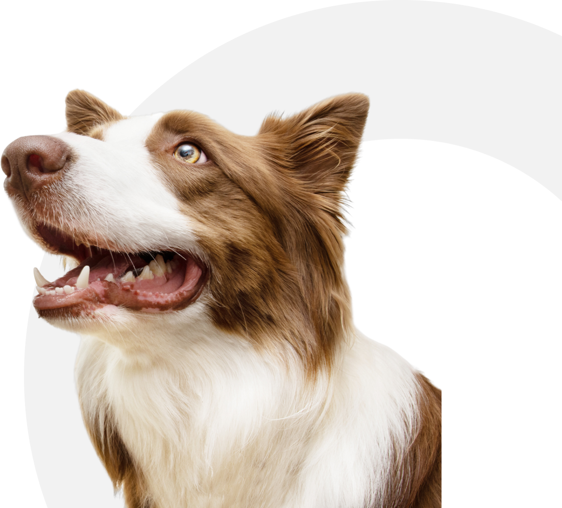 Brown and white dog with open mouth.