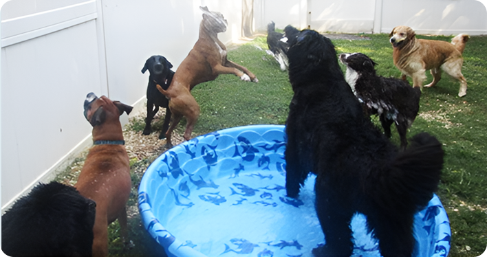 Dogs playing in a pool outdoors.