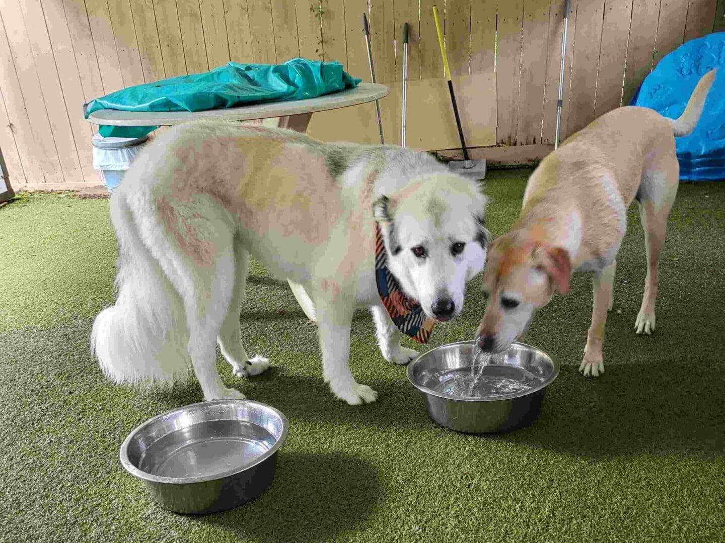 Two dogs drinking water from a bowl.