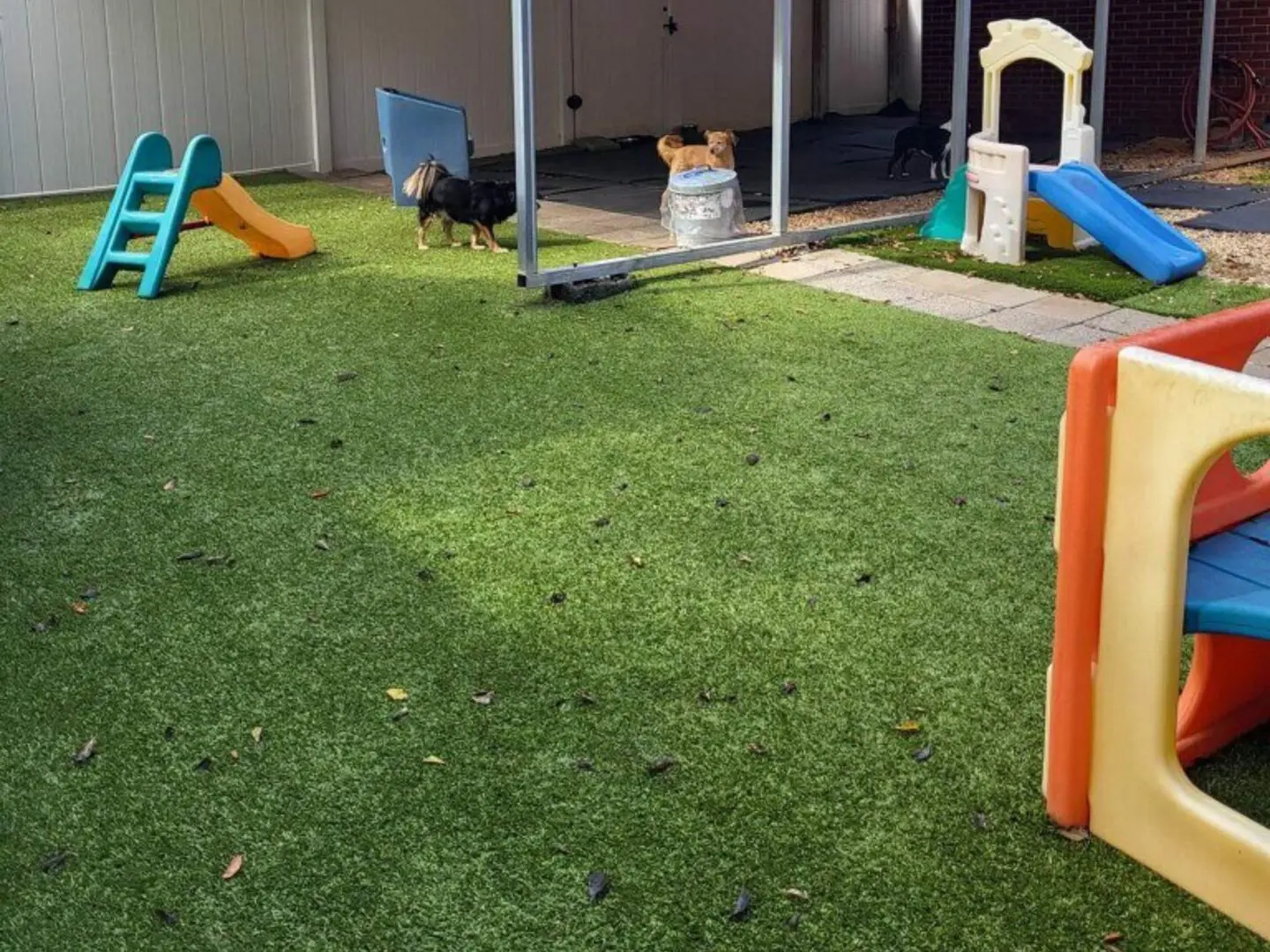 A dog playing with an orange toy in the yard.