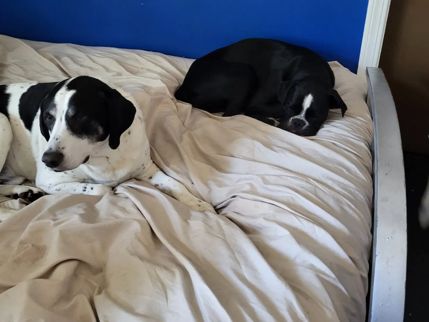 Two dogs sleeping on a bed with blankets