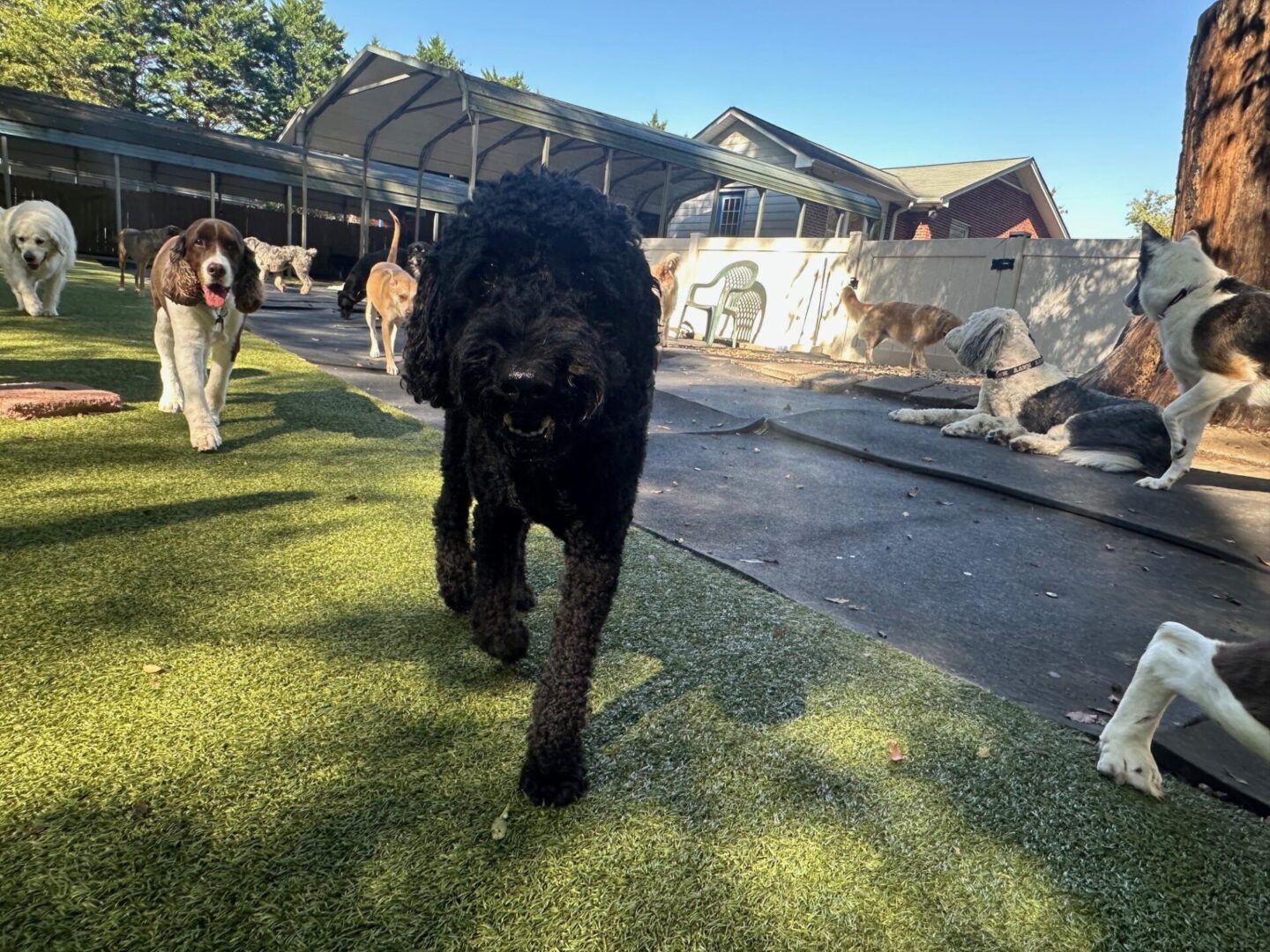 A black dog walking on the grass near some people.