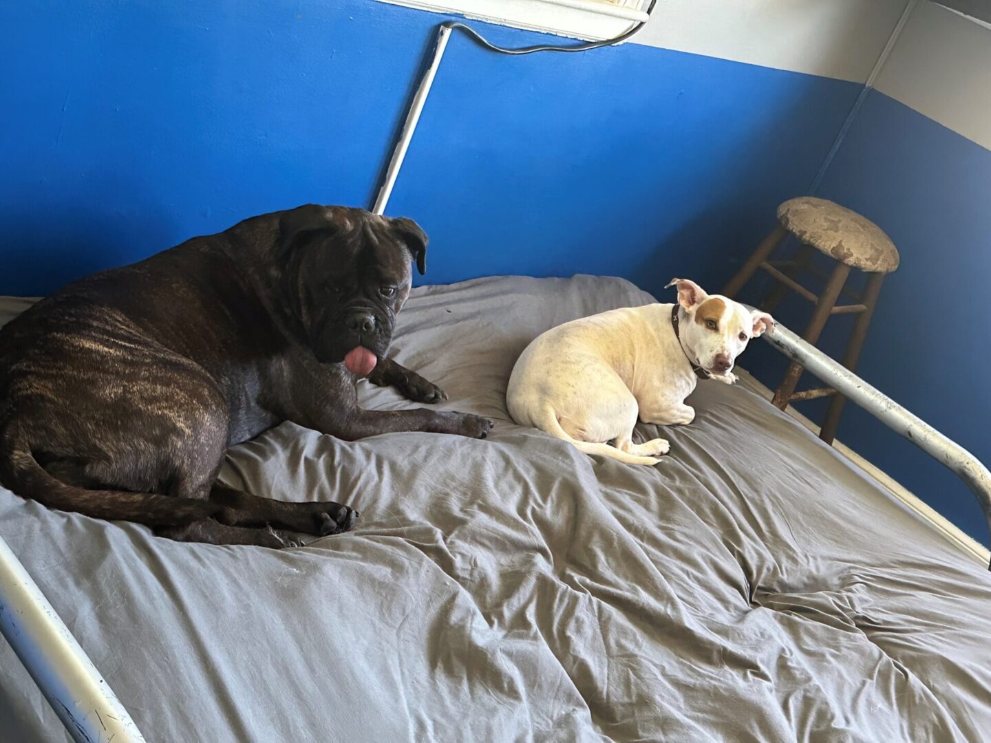 A dog and cat laying on the bed together.