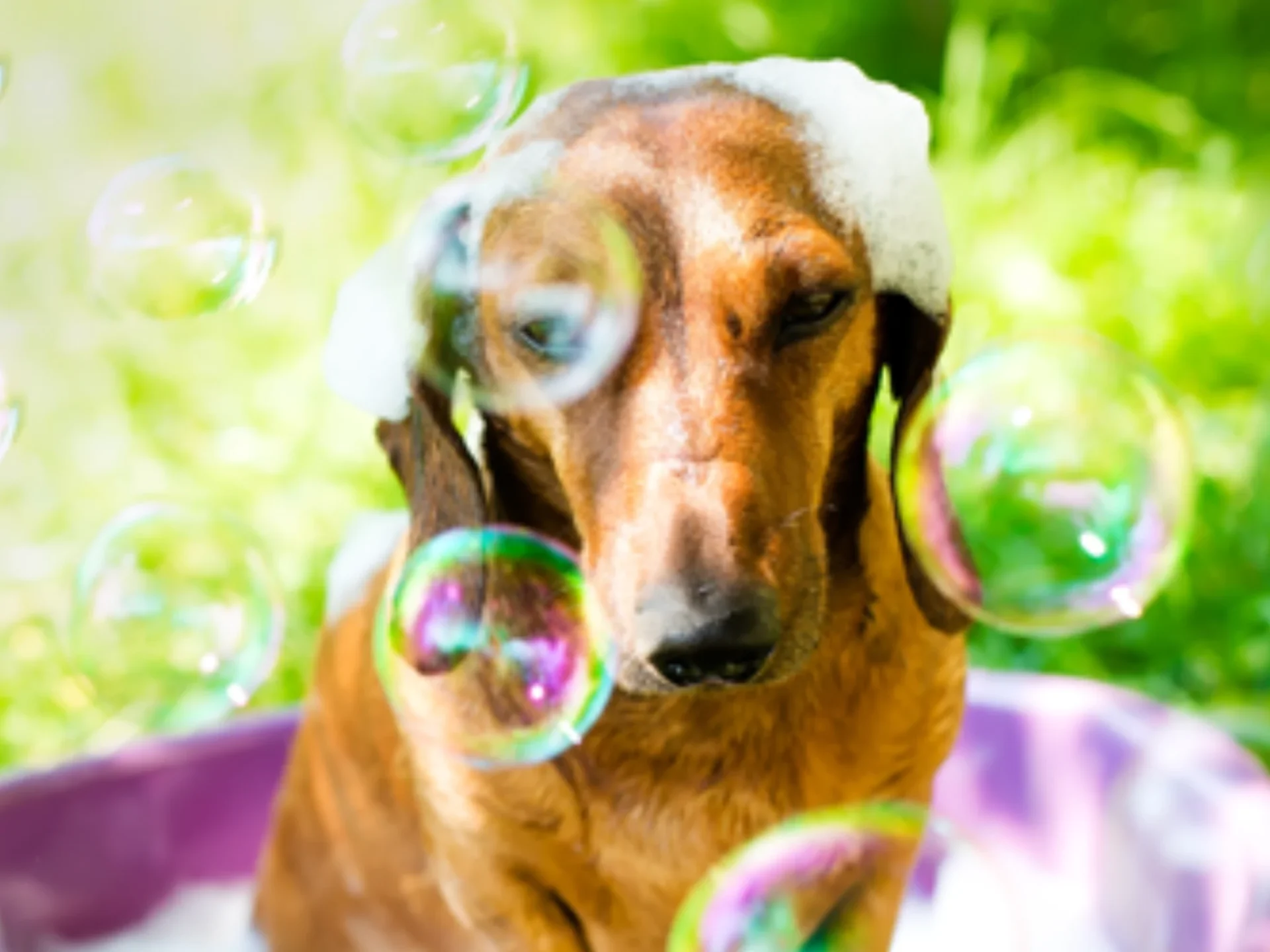 A dog is sitting in the grass with bubbles.