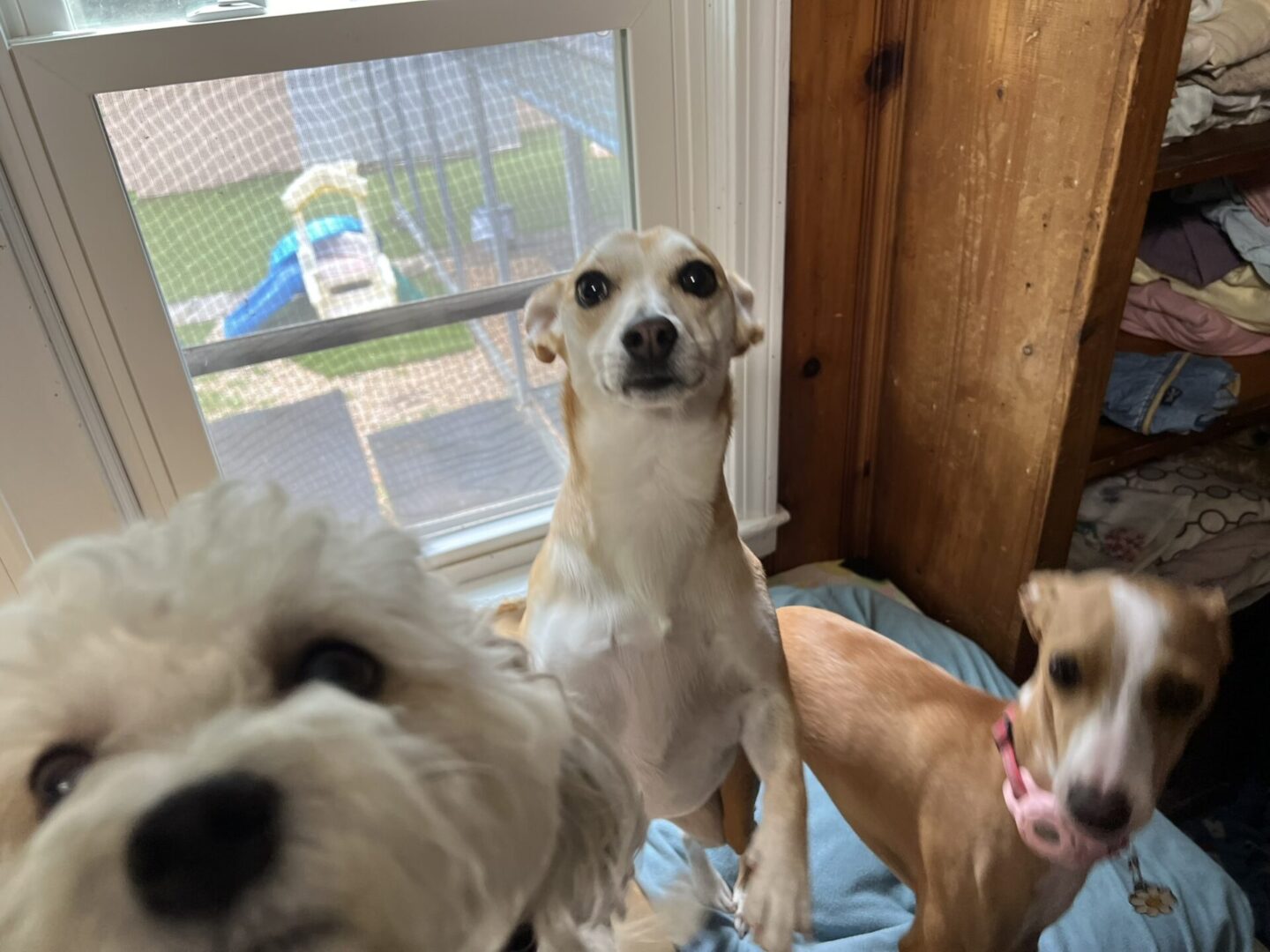 Three dogs are sitting in front of a window.