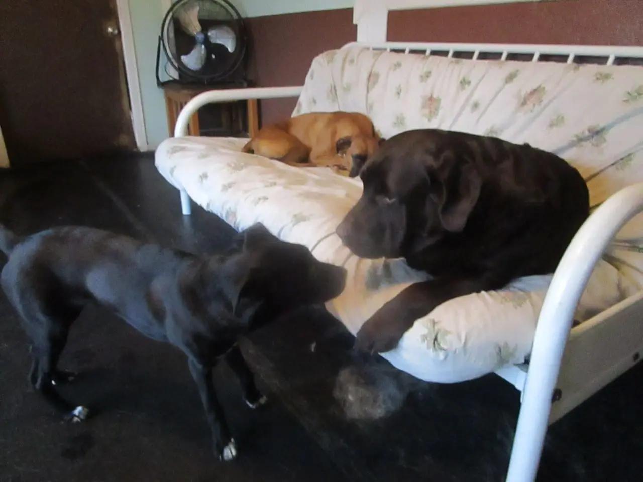 A dog and two cats are laying on the couch.