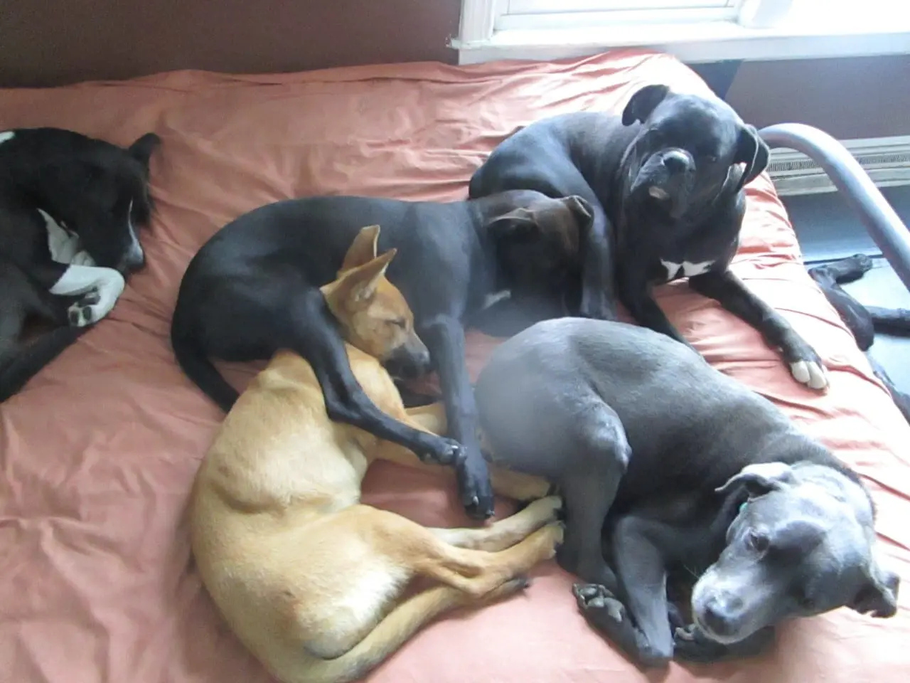 A group of dogs laying on top of a bed.