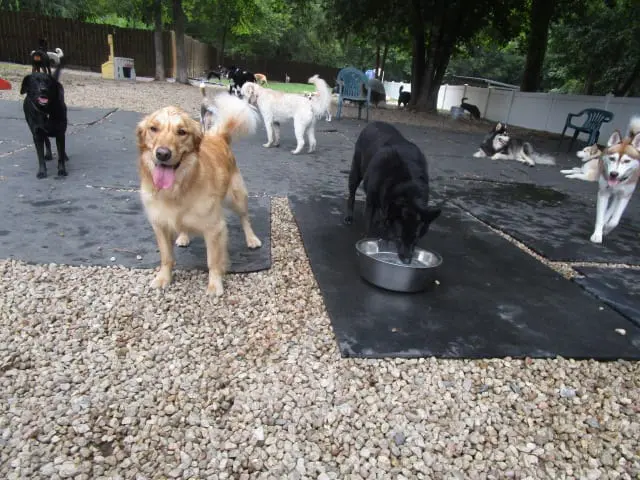 A group of dogs standing around a dog bowl.