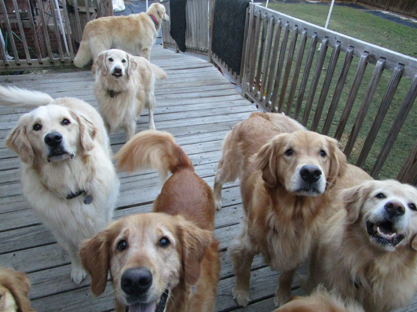 A group of dogs standing on top of a wooden deck.