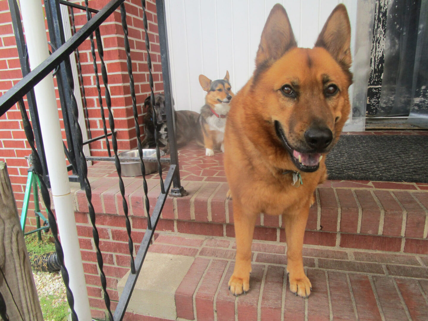 A dog standing on the steps of a house