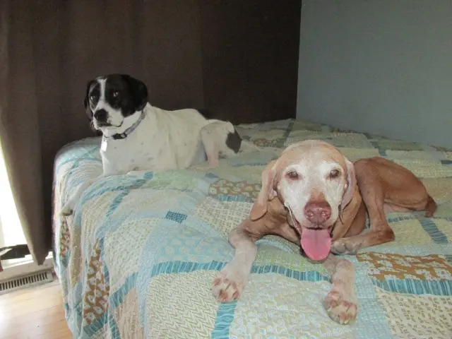 Two dogs laying on a bed with one of them sleeping.