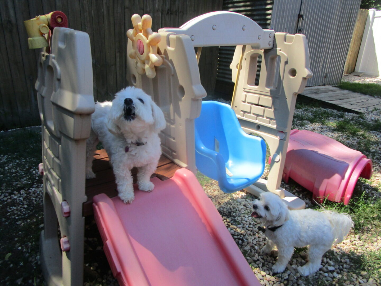 A dog sitting on top of a slide next to another dog.