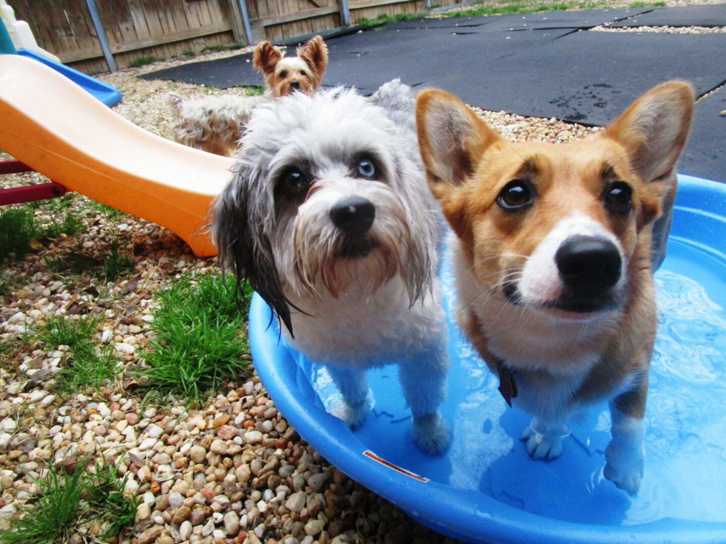 Two dogs in a pool of water on the ground.