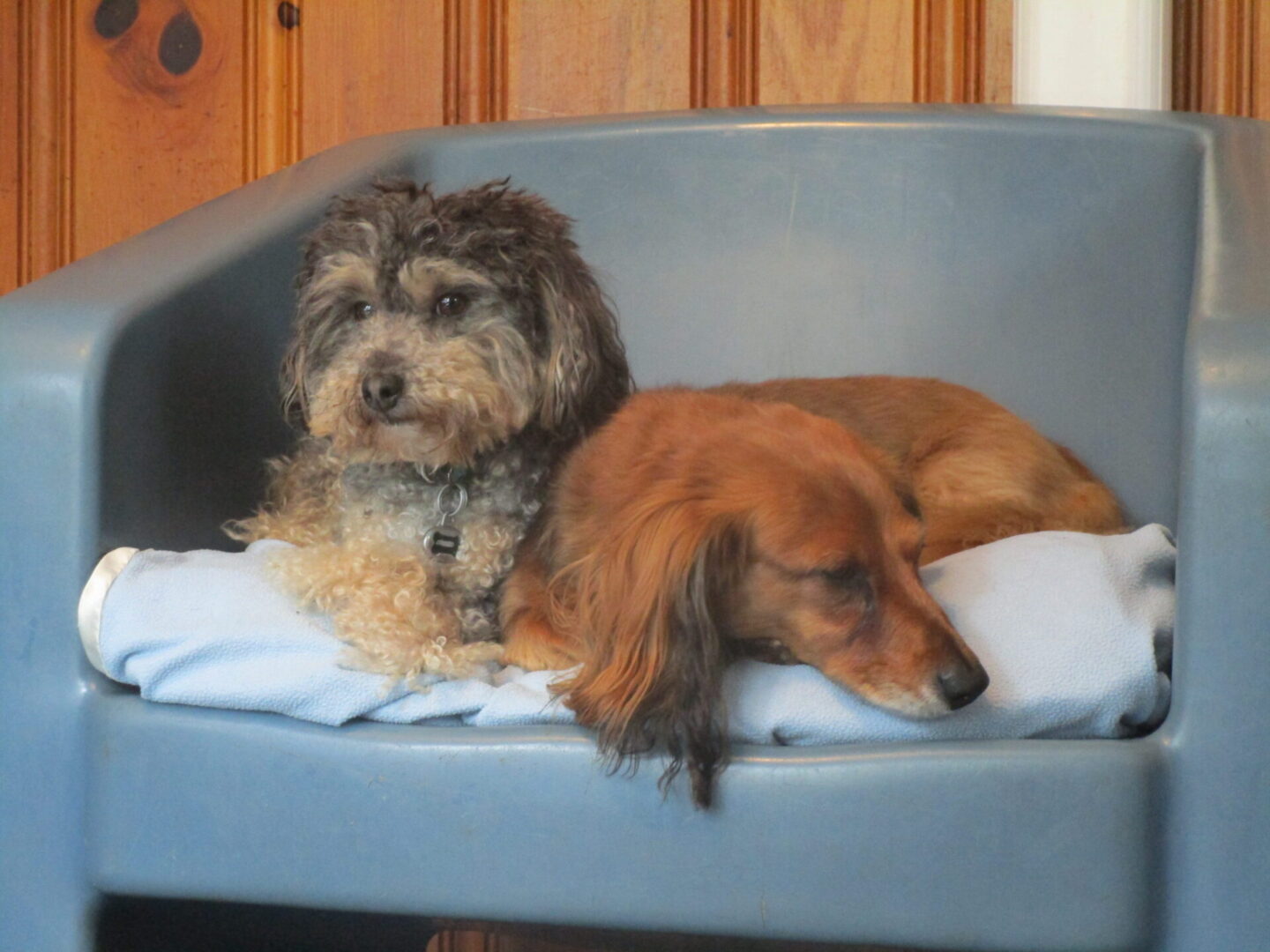 Two dogs are laying on a bed together.